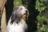 BEARDED COLLIE 385